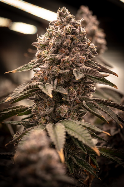 LA KUSH CAKE