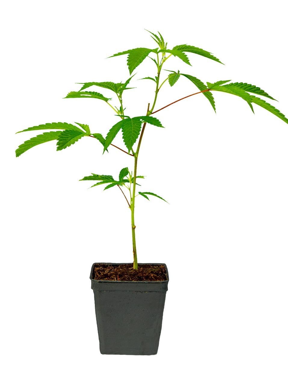 TROPICANA CHERRY #8